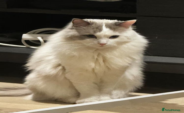 Ragdoll cats - Advert 4