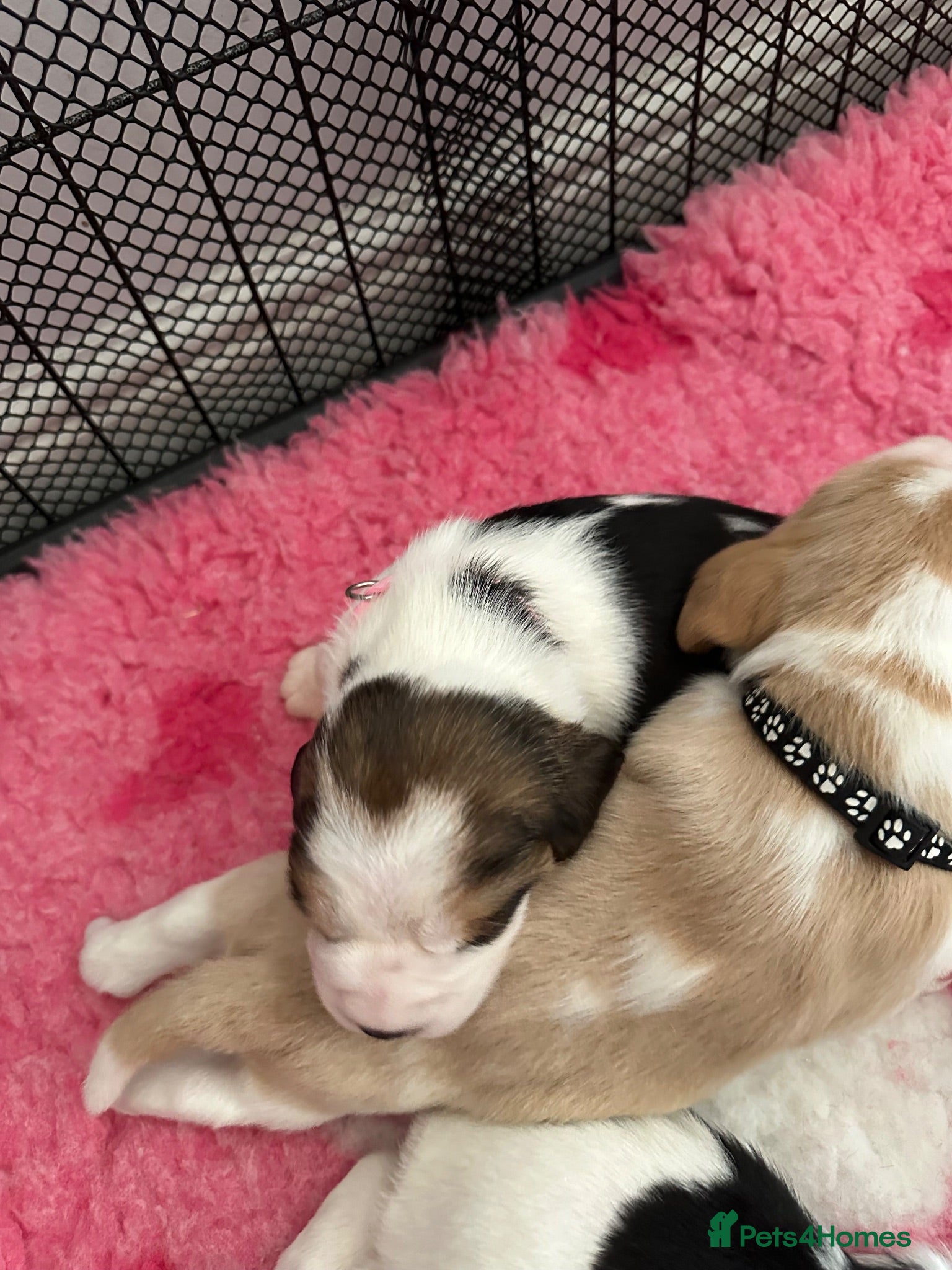 Beagle dogs ⭐️STUNNING KC 5TH GEN REGISTERED PUPS ⭐️ - Advert 2