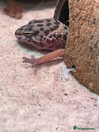 Gecko reptiles - Advert 2