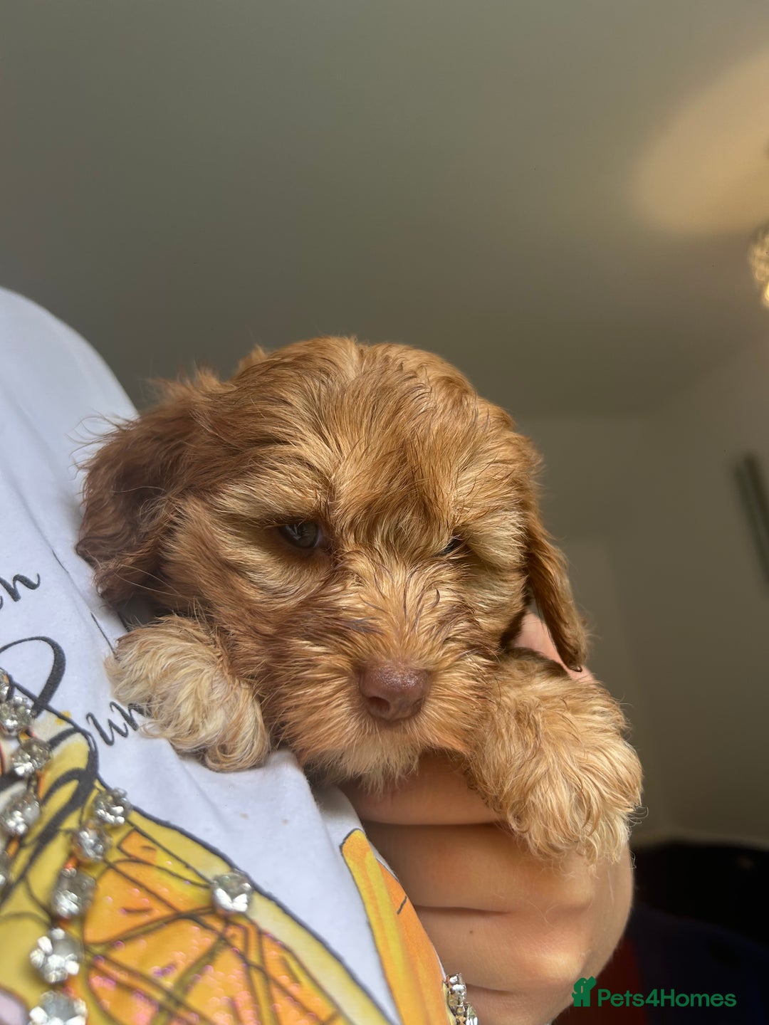 Cockapoo dogs for sale: Cockapoo puppies - Image 15