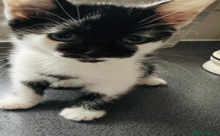 Mixed Breed cats - Advert 7