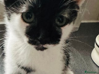 Mixed Breed cats - Advert 36