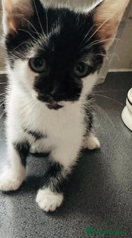 Mixed Breed cats - Advert 7