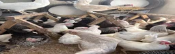 Chickens poultry for sale: Point of lay hens for sale  - Advert 5