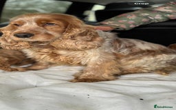 Cocker Spaniel dogs for sale: 😍Golden Cocker Spaniel Girl 2 Half years old😍 - Image 1