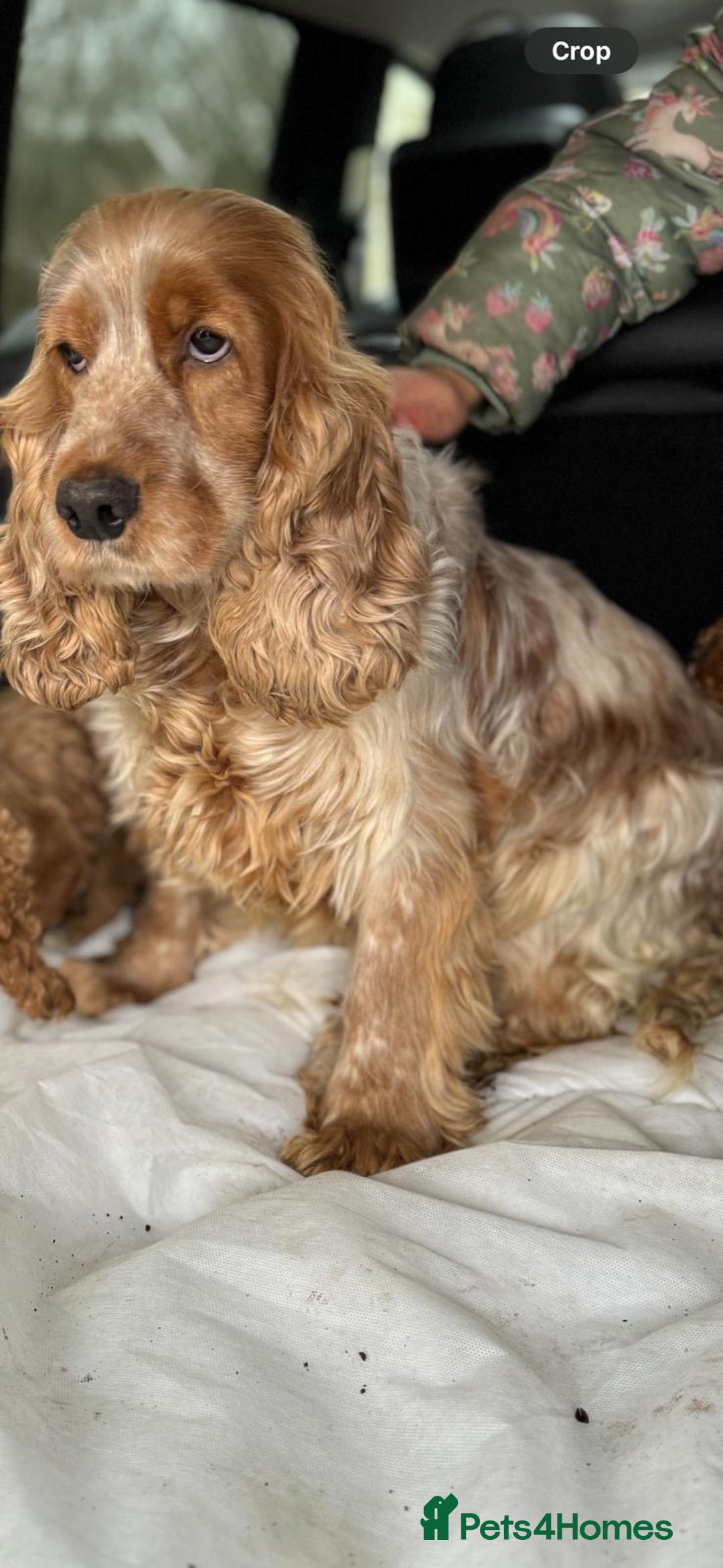 Cocker Spaniel dogs for sale: 😍Golden Cocker Spaniel Girl 2 Half years old😍 - Image 1
