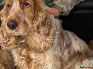 Cocker Spaniel dogs - Advert 29