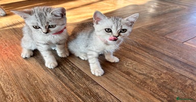 British Shorthair cats - Advert 6