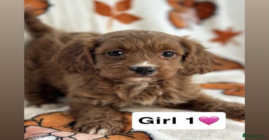 Cavapoo dogs - Advert 11