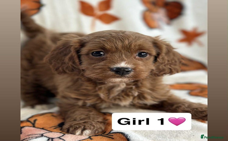 Cavapoo dogs - Advert 3