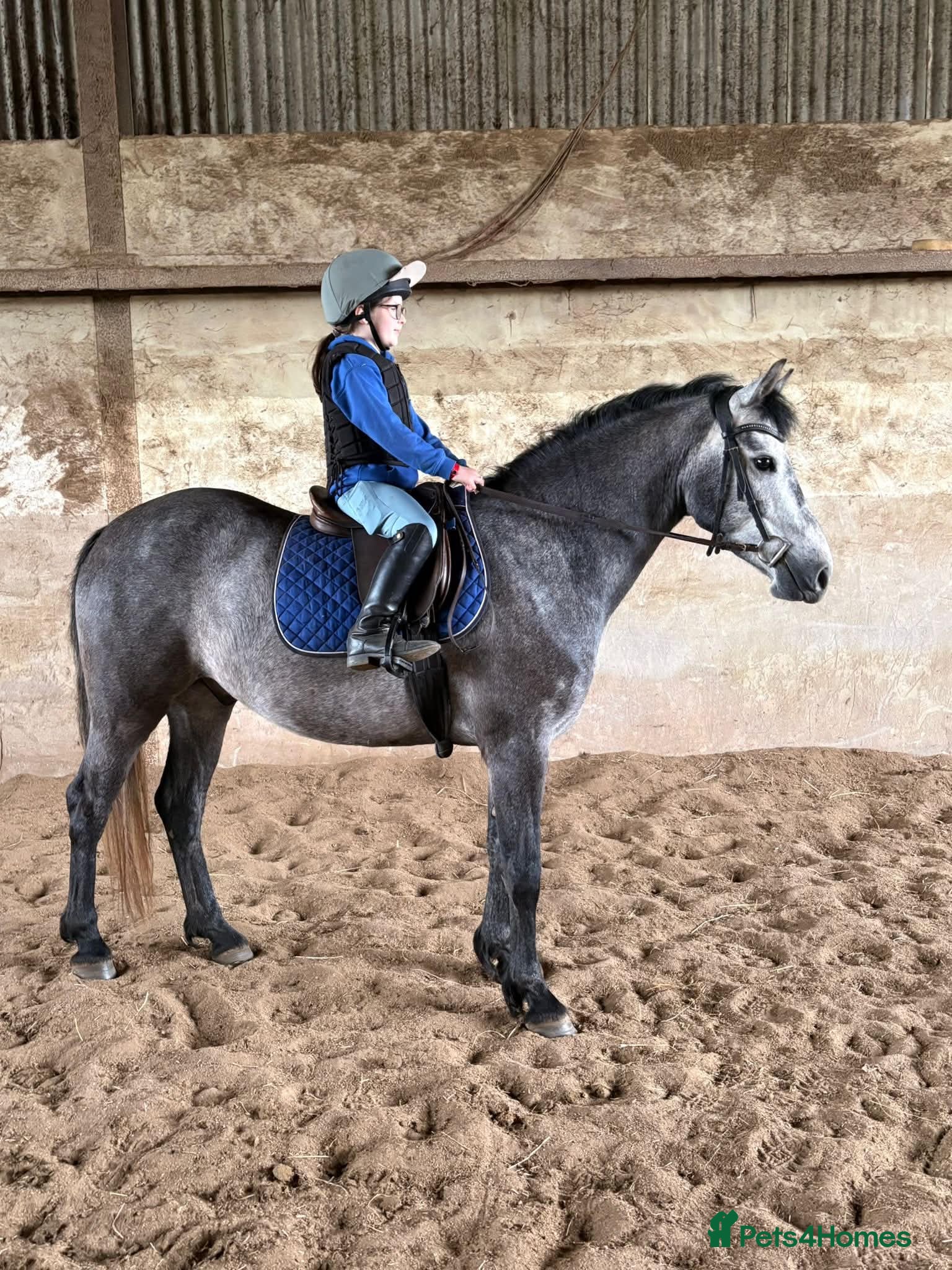 Connemara horses Class Quality and ready for the ribbons  - Advert 15