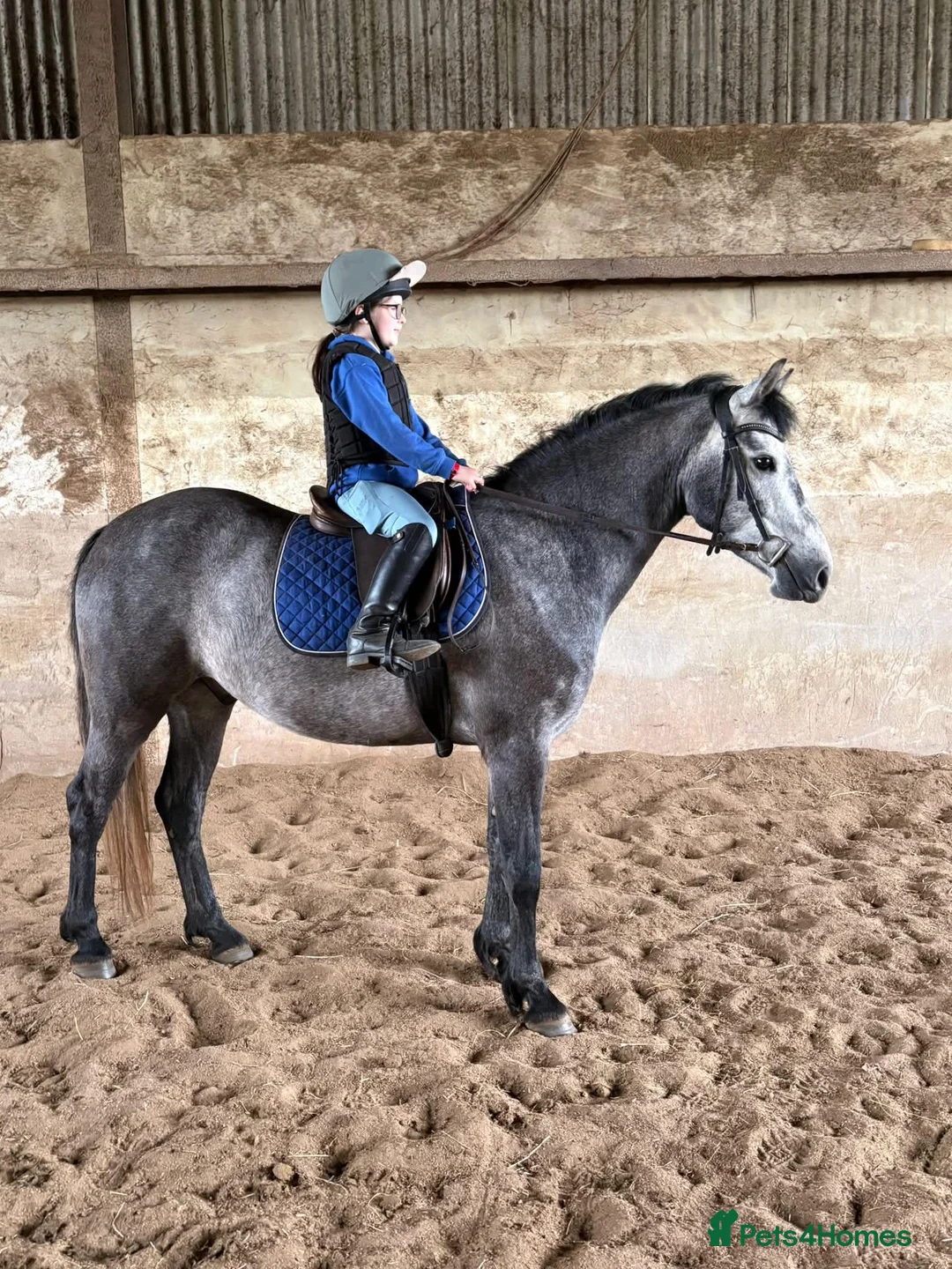 Connemara horses for sale: Class Quality and ready for the ribbons  - Advert 1