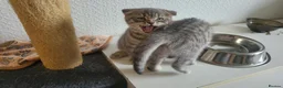 Scottish Fold cats for sale: Ready to rehome schottish fold kittens - Advert 5