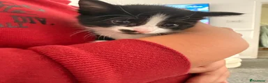 Maine Coon 2