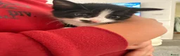 Maine Coon cats for sale: Two kitten for sale  - Advert 2