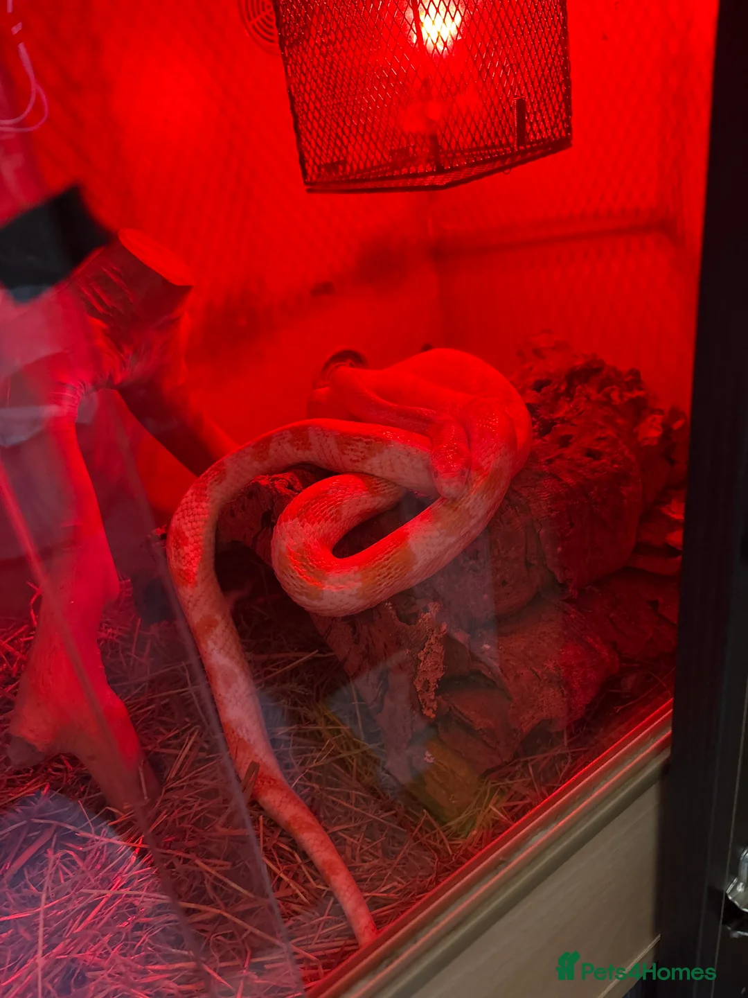 Corn Snake reptiles for sale: Corn snake for sale with enclosure - Advert 6