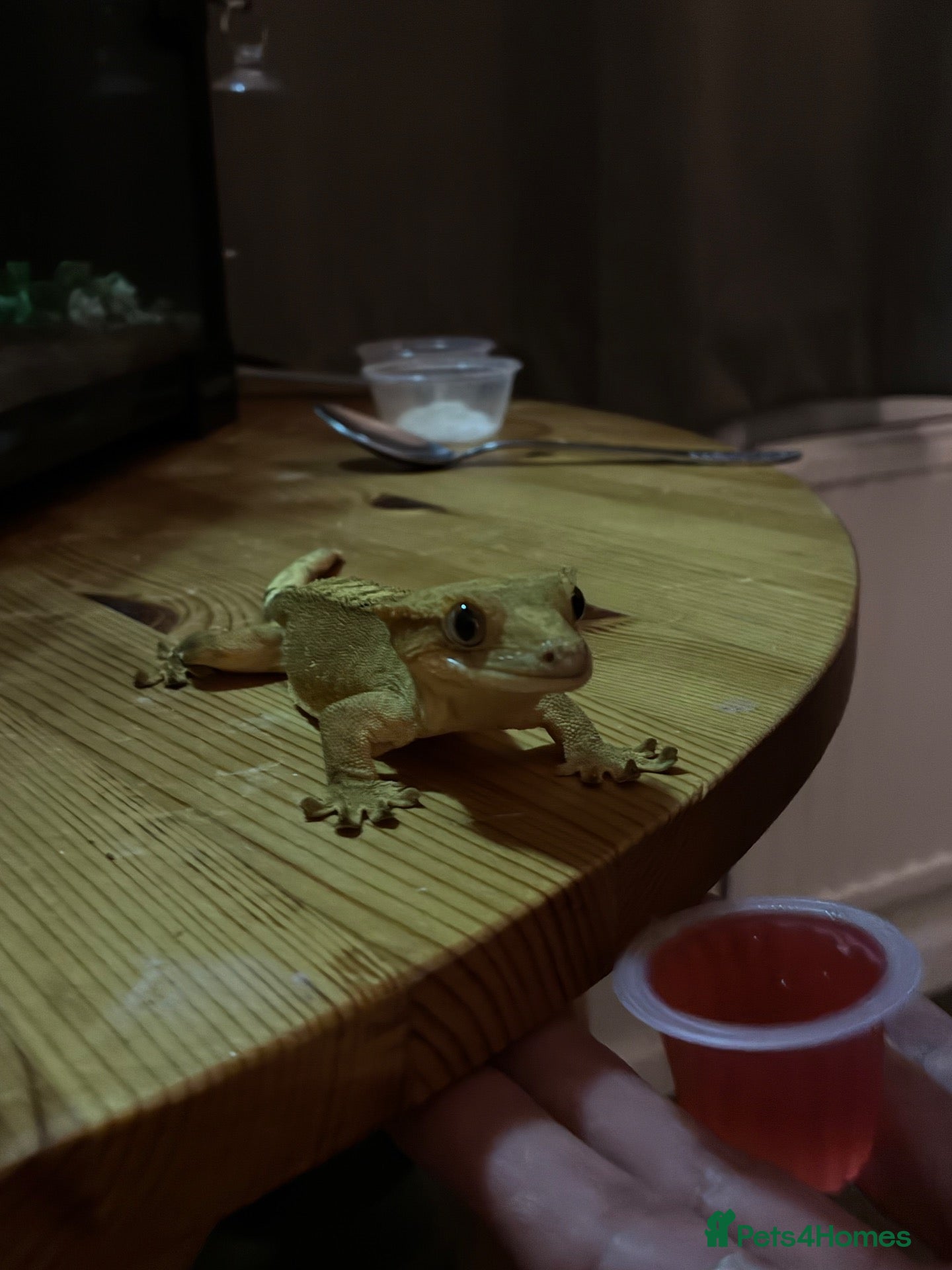 Gecko reptiles Gecko and enclosure  - Advert 3