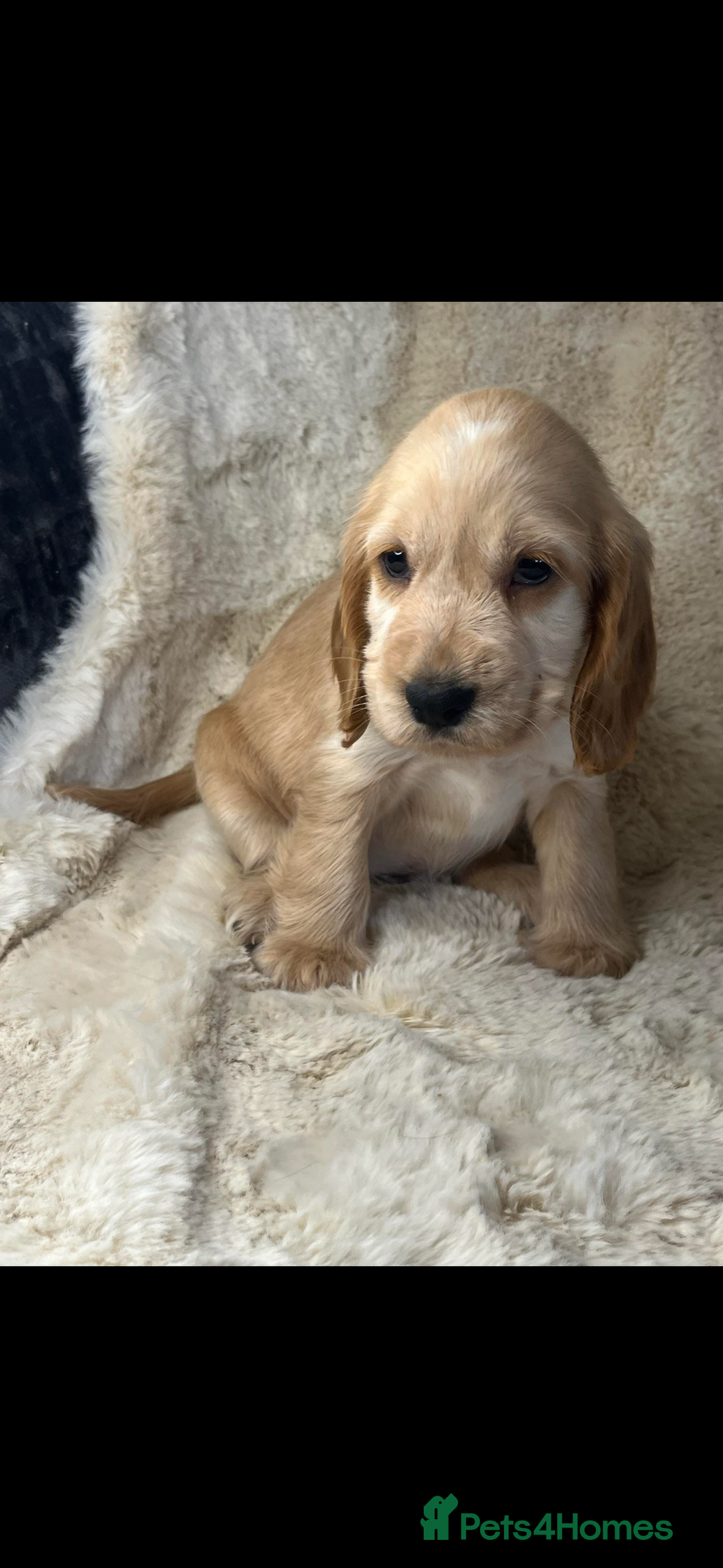 Cocker Spaniel dogs for sale: Health tested cocker spaniel puppies  - Advert 17
