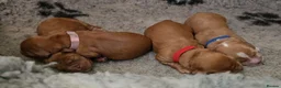 Cockapoo dogs for sale: Cockapoo Puppies ❤️  - Advert 2