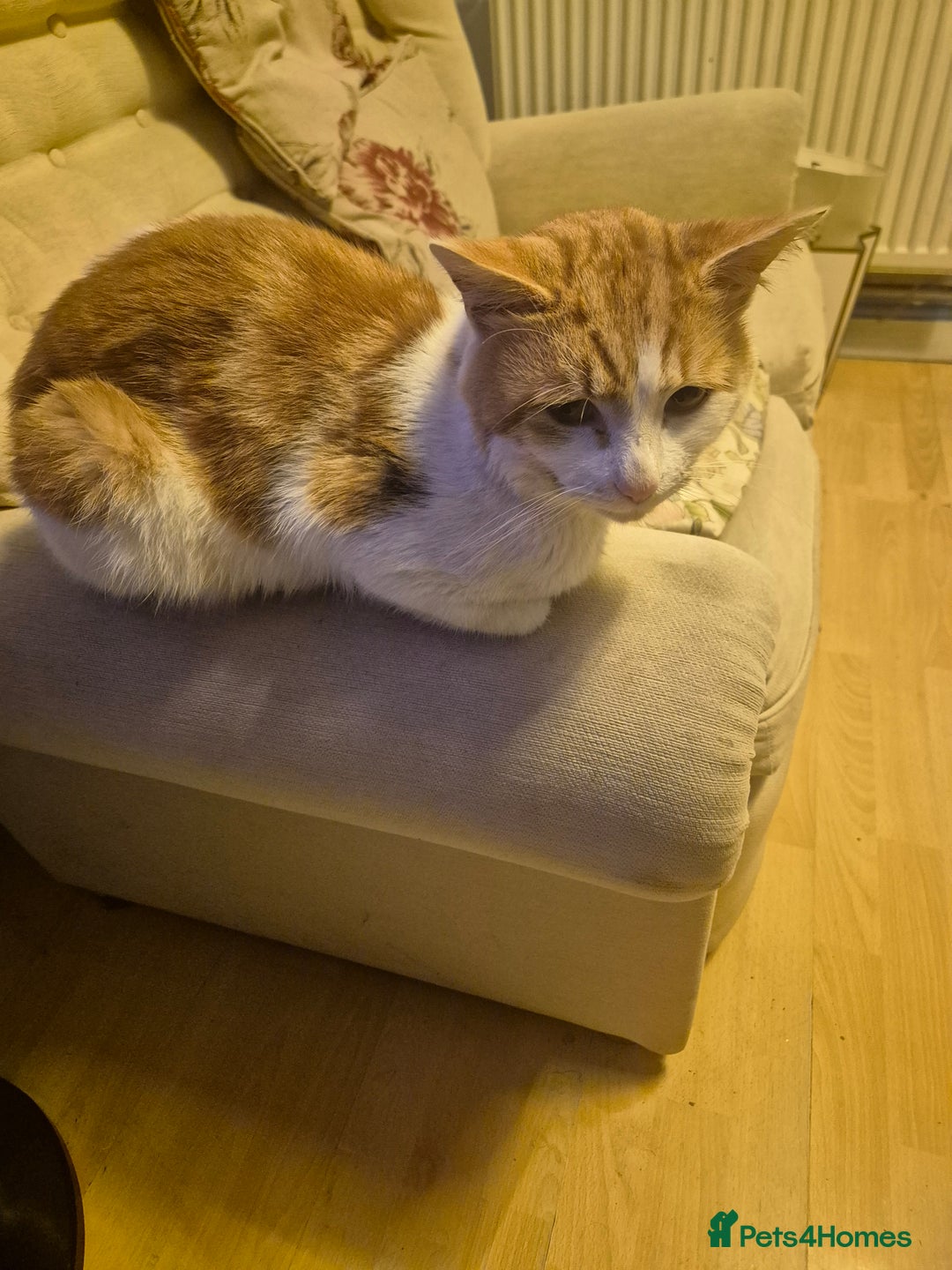 British Longhair cats for sale: Beautiful ginger and white male - Advert 2