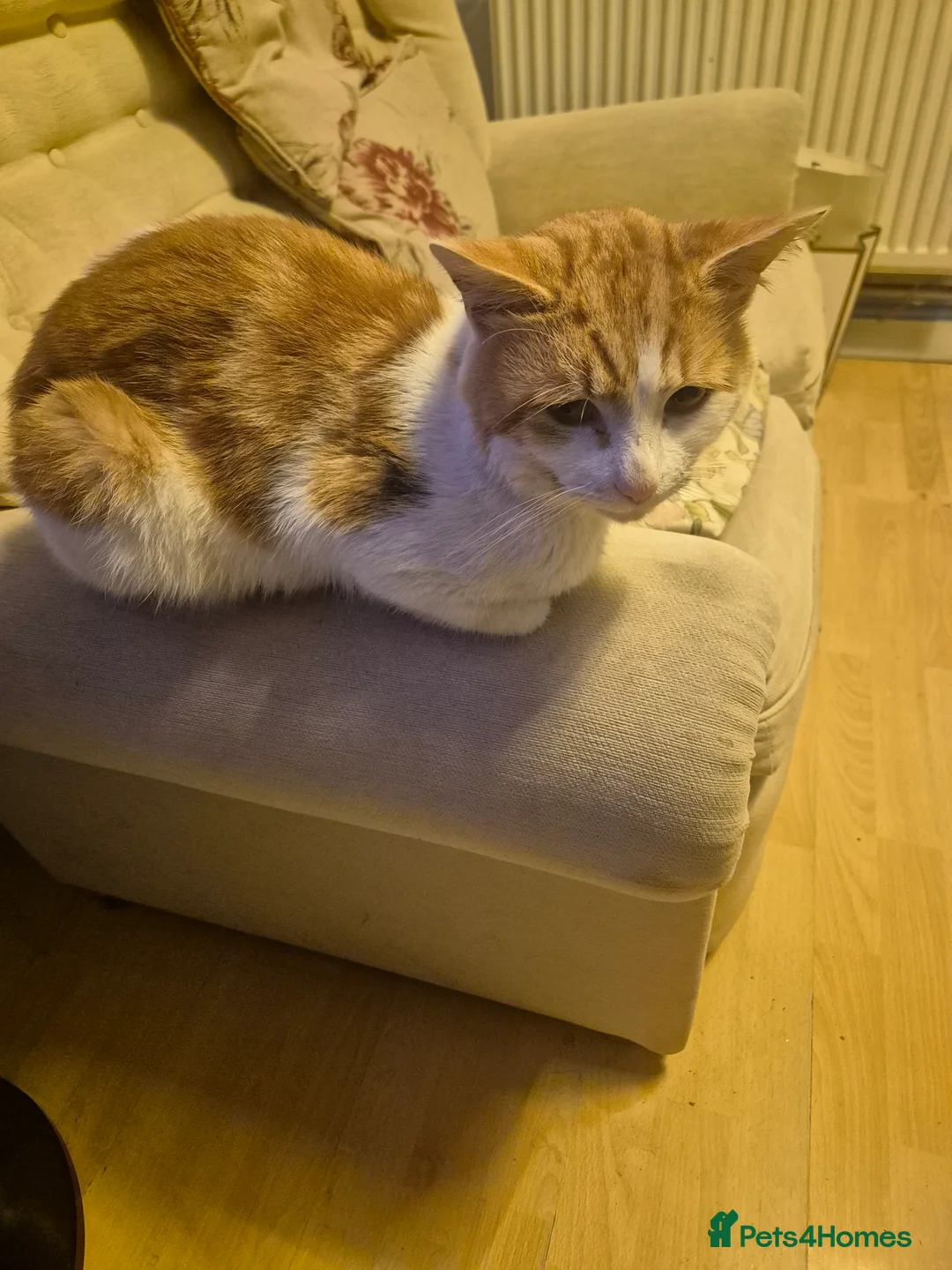British Longhair cats for sale: Beautiful ginger and white male - Advert 2