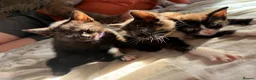 Mixed Breed cats for sale: Beautiful kittens  in Manchester - Advert 17