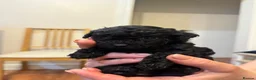 Toy Poodle dogs for sale: Beautiful Asian puppies 🐻❤️ - Advert 8