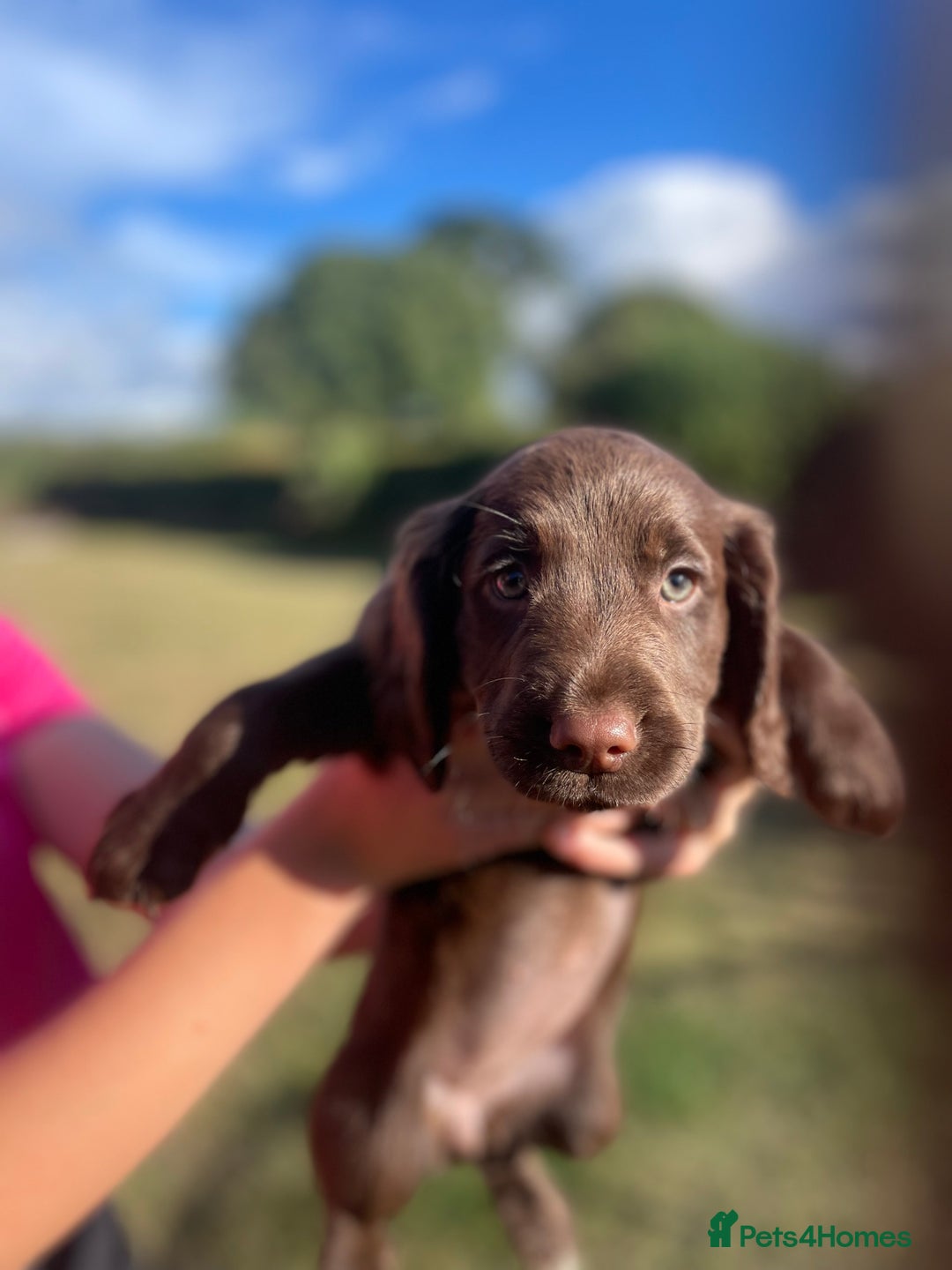 Mixed Breed dogs for sale: Sprockador puppies for sale  - Image 2