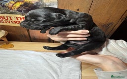Labrador Retriever dogs for sale: Beautiful kennel club pups with impressive lines - Image 8