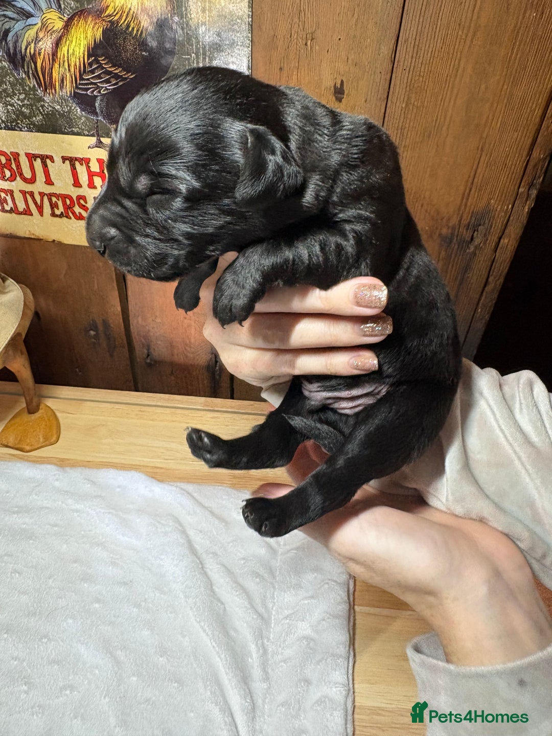 Labrador Retriever dogs for sale: Beautiful kennel club pups with impressive lines - Image 8