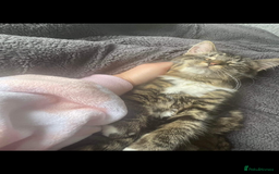 Mixed Breed cats for sale: 7 beautiful Kittens Looking for Forever homes - Image 7