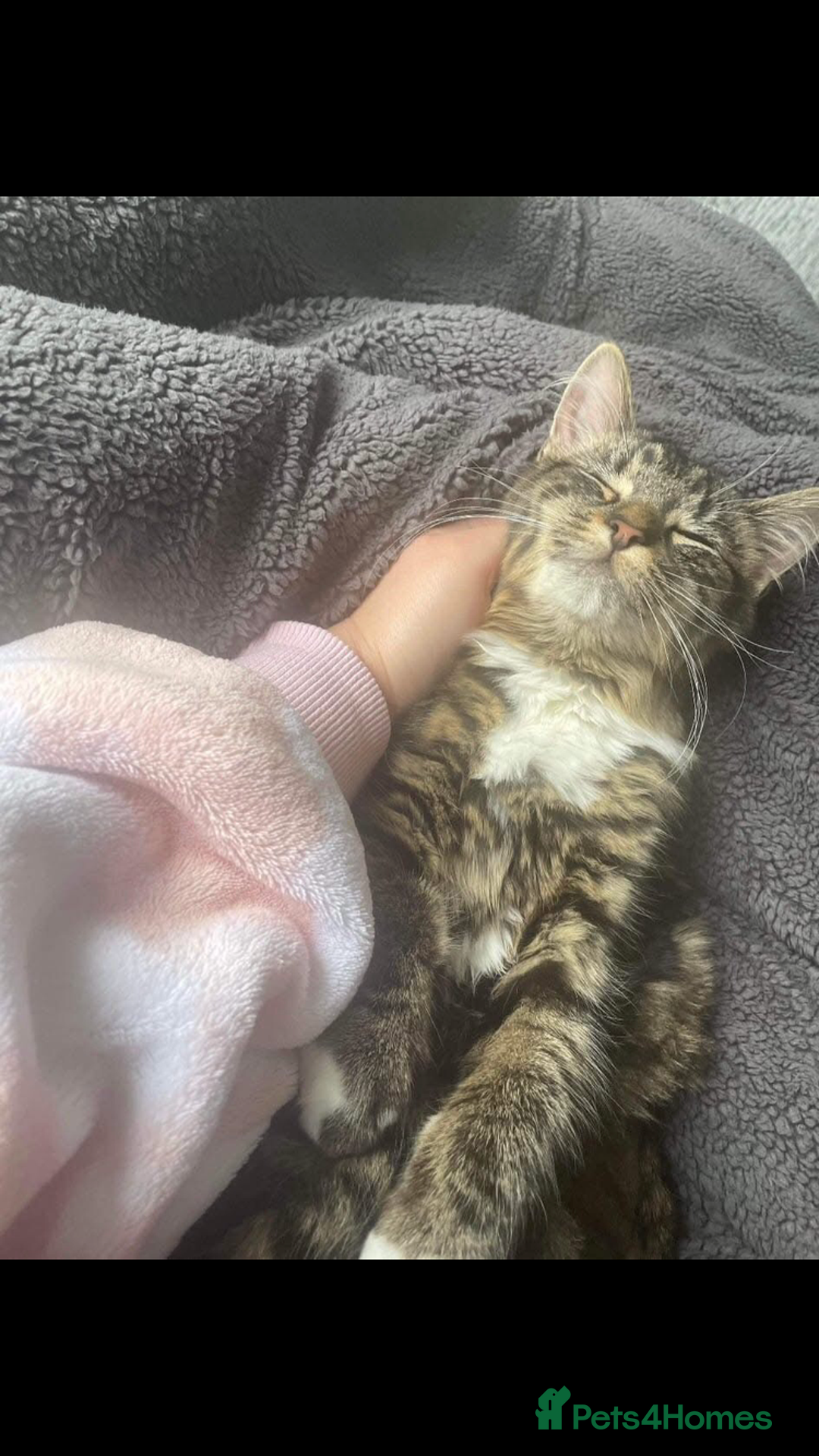 Mixed Breed cats for sale: 7 beautiful Kittens Looking for Forever homes - Image 7