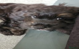 Mixed Breed dogs for sale: Shih tzu x cockerspaniel  in Chelmsford - Image 10