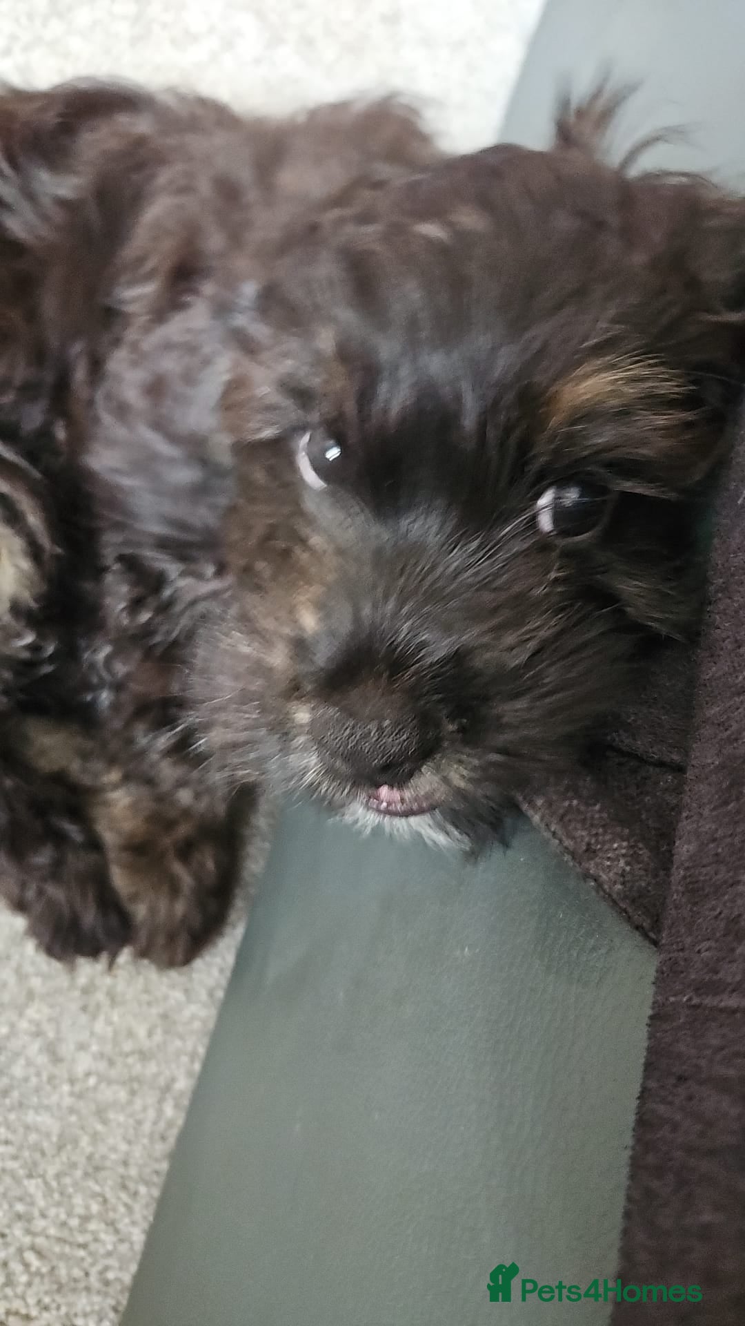 Mixed Breed dogs for sale: Shih tzu x cockerspaniel  in Chelmsford - Image 10