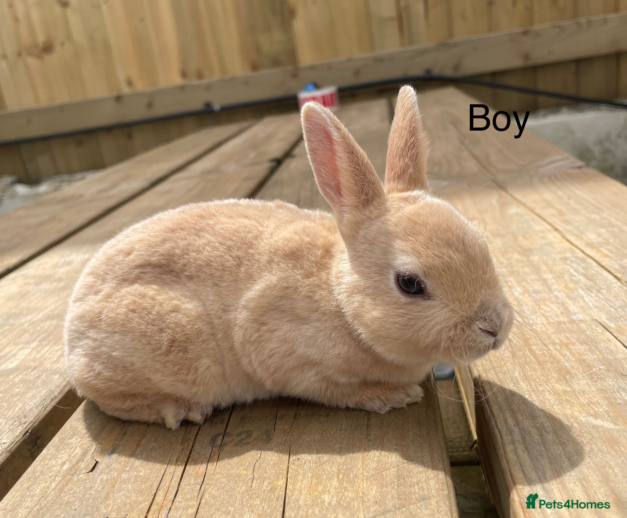 Rex rabbits 💖Pure bred mini Rex💖 - Advert 1