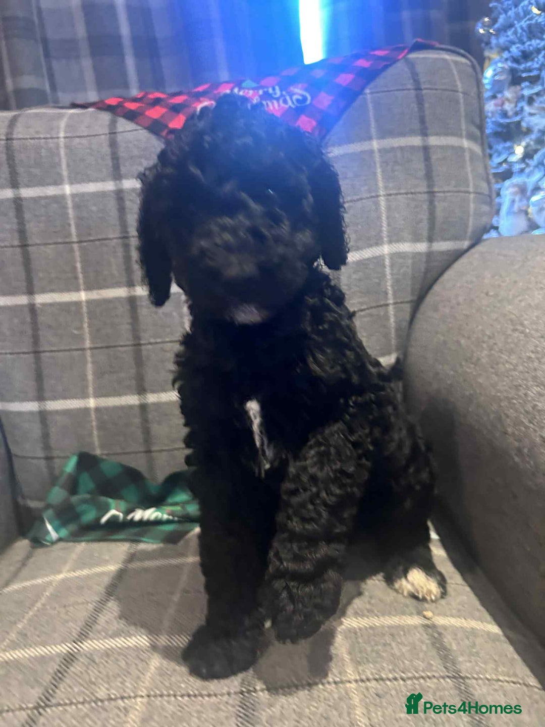 Labradoodle dogs for sale: Beautiful F1B Labradoodle Puppies, Ready now - Advert 23