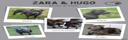 Staffordshire Bull Terrier dogs for sale: Blue Staffordshire Bull Terrier Puppies - Advert 4