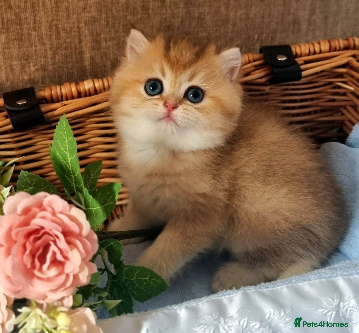 British Shorthair cats 🧡 GOLDEN & GOLDEN BLUE BSH KITTENS 🧡  - Advert 1