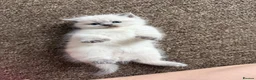 Scottish Fold cats for sale: 5 Beautiful Scottish Fold & straight Kittens - Advert 13