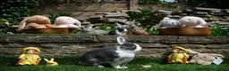 Netherland Dwarf rabbits for sale: Friendly Netherland Dwarf Rabbits with Large Hutch - Advert 2