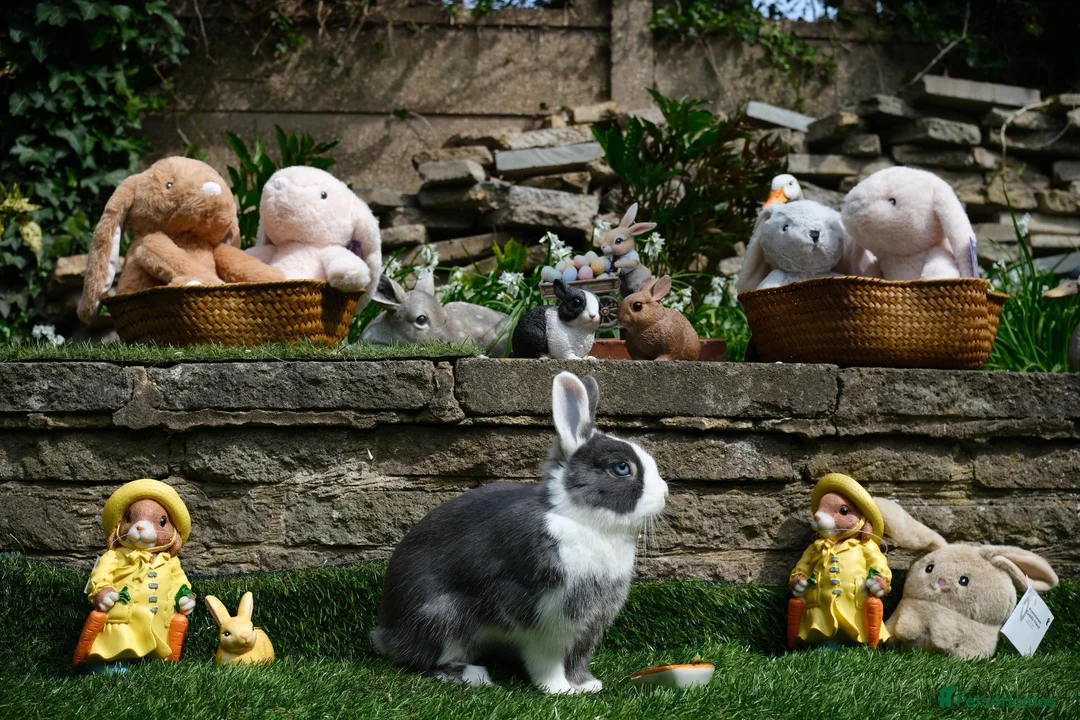 Netherland Dwarf rabbits for sale: Friendly Netherland Dwarf Rabbits with Large Hutch - Advert 2