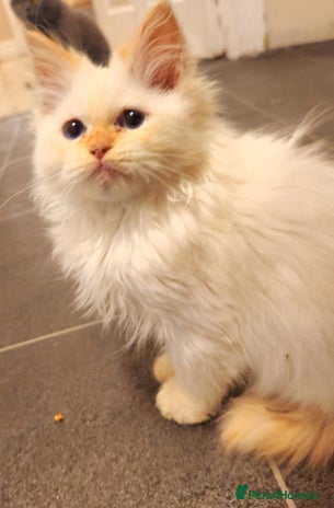 Ragdoll cats Ragdoll cross persain - Advert 6