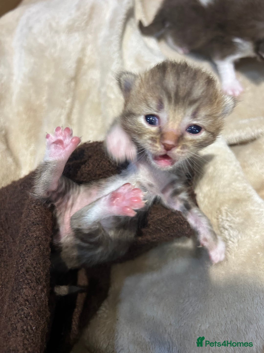 Ragdoll cats for sale: X RAGDOLL KITTENS - Advert 8