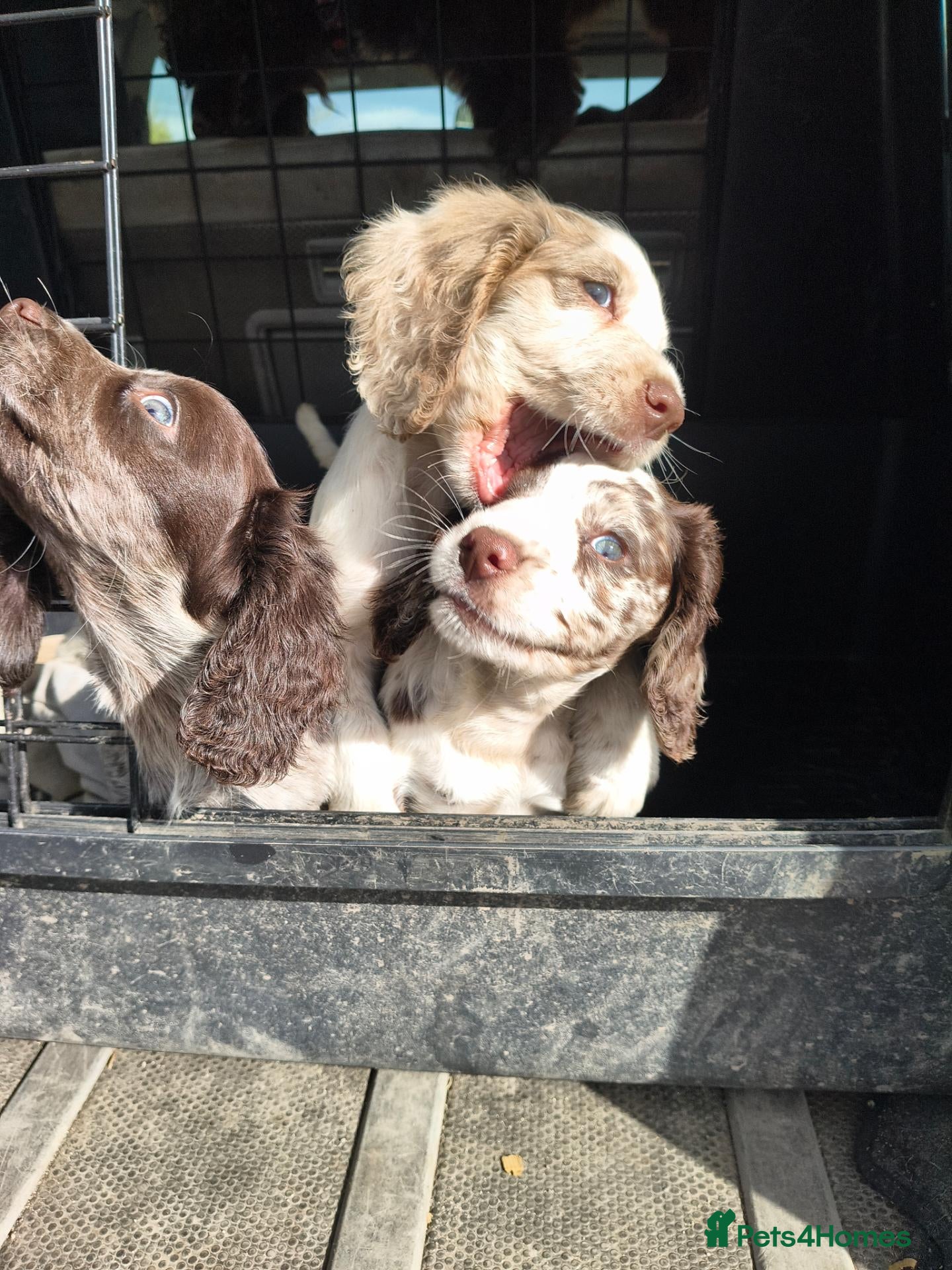 Cocker Spaniel dogs 5 beautiful Cocker pups for sale - Advert 3