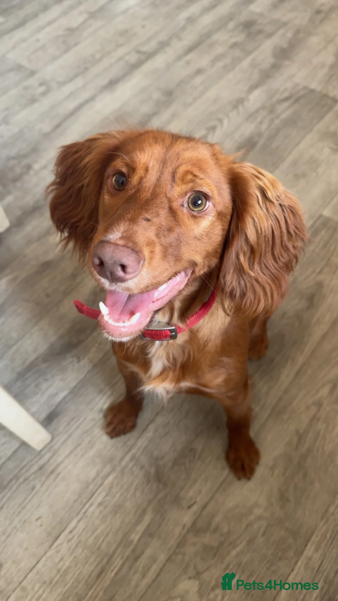Cocker Spaniel dogs for sale: Ace - Cocker spaniel  - Advert 1