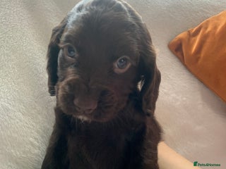 Cocker Spaniel dogs PURE WORKING CHOCOLATE COCKER SPANIELS - Advert 6