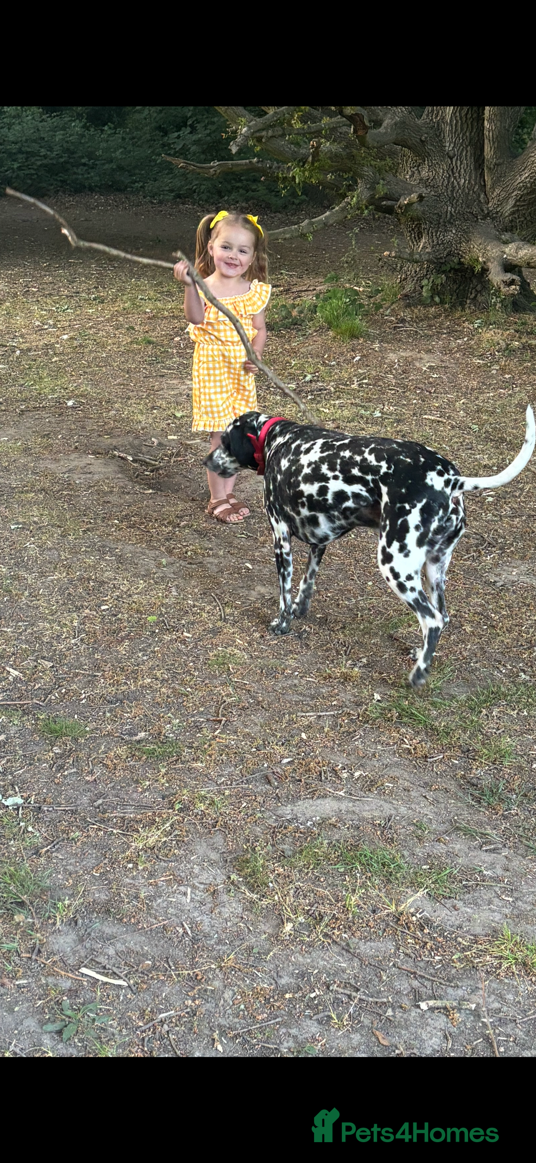 Mixed Breed dogs for sale: Beautiful Dalmatian Cross - Advert 4