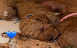 Cavapoo dogs for sale: Cavapoo puppies F1BB - Image 4