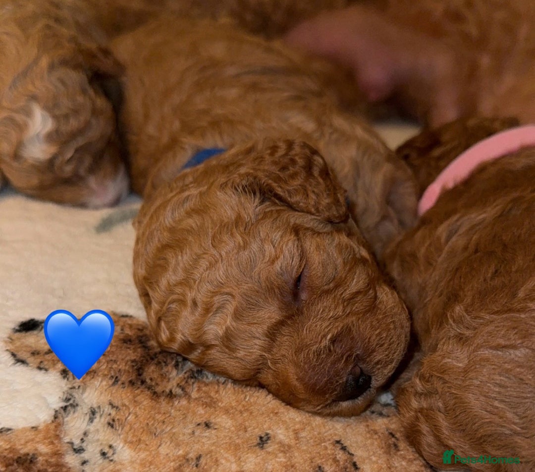 Cavapoo dogs for sale: Cavapoo puppies F1BB - Image 4