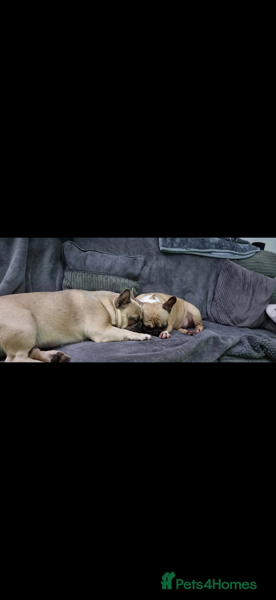 French Bulldog dogs for sale: French Bulldog in need of a new forever home... in Bexleyheath - Advert 7